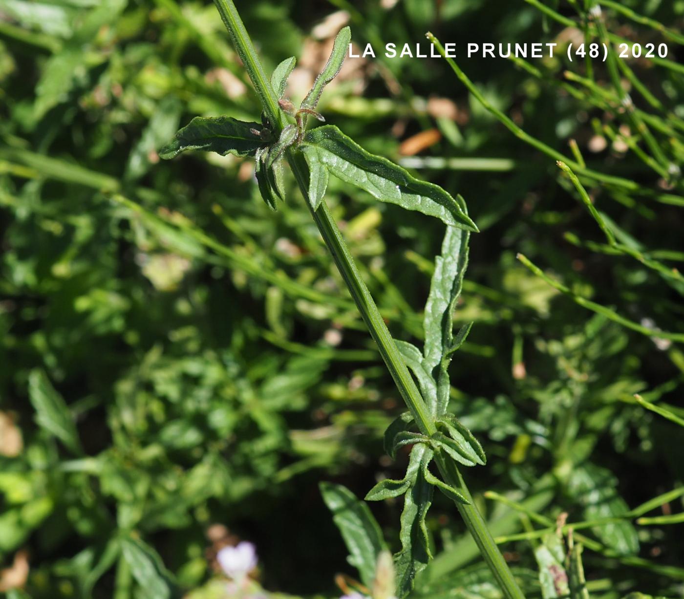 Vervain leaf